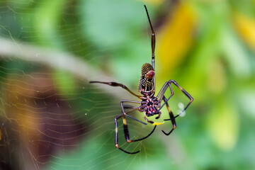 Close up of a Golden Silk Orb-Weaver spider on the web with a piece of leaf in its claws and blurred background.