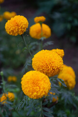 Yellow marigold background