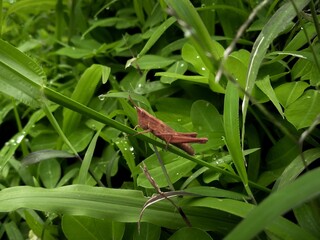 lizard on a leaf