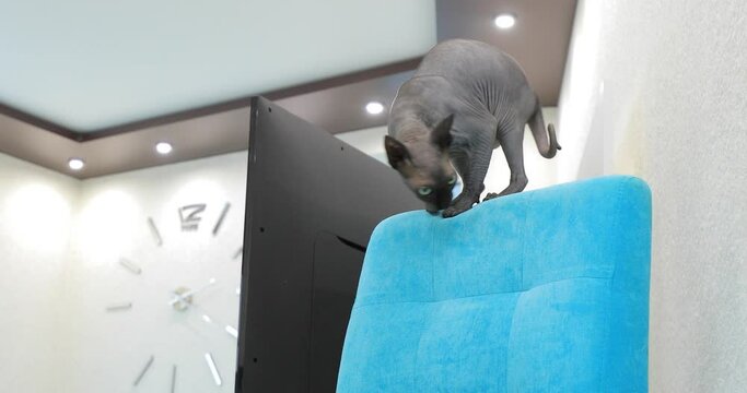 Grey cat sphinx plays in the room