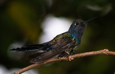 (foto desfocada de proposito) Um lindo beija-flor tomando um banho de chuva e modelando para as fotos.