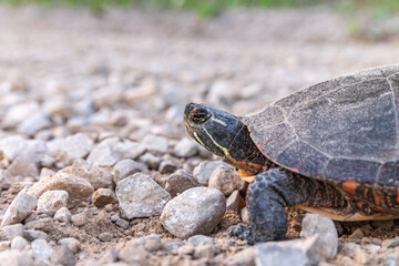 turtle on the beach