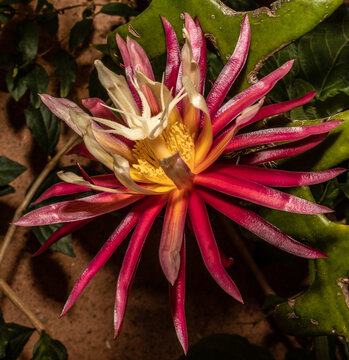 Uma maravilhosa flor de um cacto sianinha, essas flores s&oacute; florescem a noite, e tem um cheiro muito forte que atrai os morcegos.