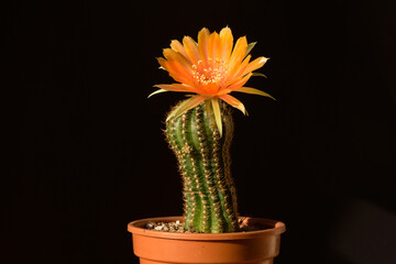 Beautiful orange lobivia cactus flower