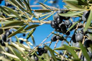 olives on tree