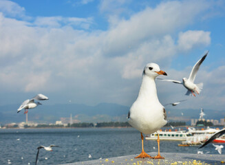 One White Larus ridibundus with orange foot and mouth standing on the platform