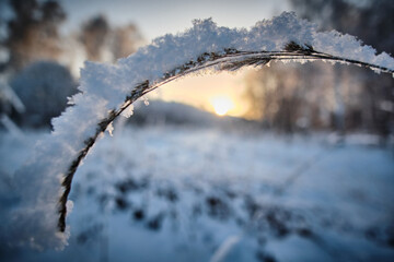 A dry branch of grass in the forest, covered with snow against the backdrop of the evening setting sun. Close-up.