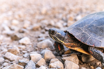 turtle on the rocks