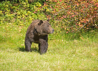 Fototapeta premium Brown grizzly bear in summer