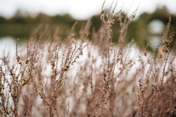 Dead dried grass in the wind in winter