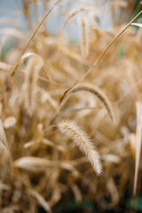 golden wheat field dried grass pampas cattails