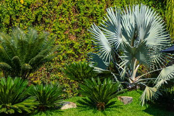 PALMERAS,ACACIA,CICA,JARDIN ,PALAPA,REDONDA,