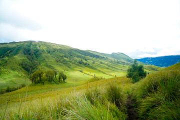 Fototapeta na wymiar Green grass field with cloud in the morning. Landscape view of Bromo Savannah