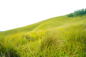 Green grass field with cloud in the morning. Landscape view of Bromo Savannah