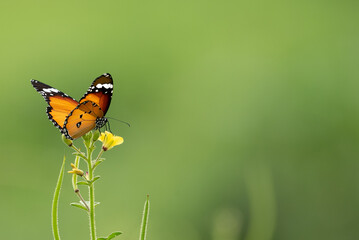 butterfly on a flower