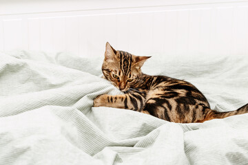 Beautiful short-haired young cat playing on bed at home. Tabby cat in bedroom.