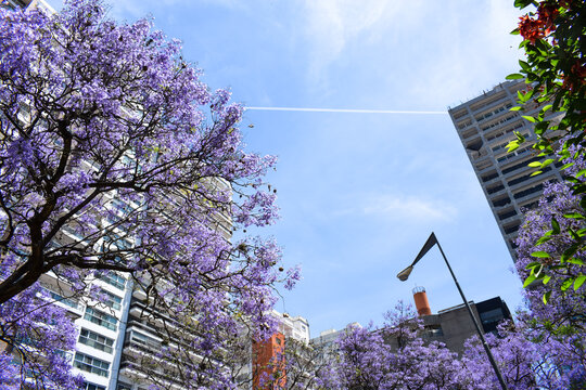 Sky and lapachos