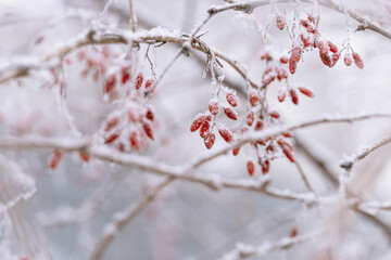 Forest berries of barberry, branch covered hoarfrost, close-up. Natural landscape, snowy winter. Discreet background for computers, phones, and websites.