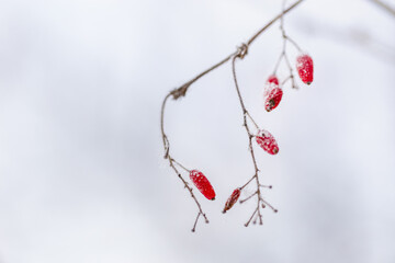 Frozen red berries of barberry. Calm natural winter background. Sunny winter day. Restrained beauty...