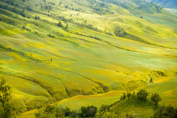 Green grass field with cloud in the morning. Landscape view of Bromo Savannah