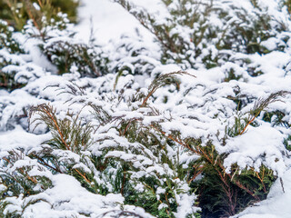 Snow on green thuja branches in the sunlight.