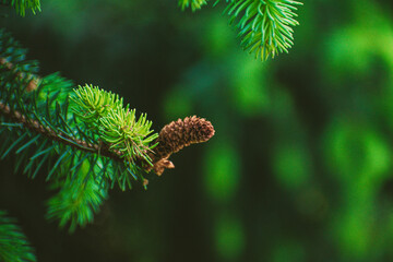 cones on a branch