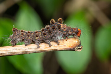 Closeup moth caterpillar on tree branch over blurry background. Macro shot insect.