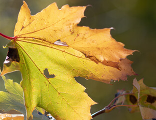 maple leaf close up