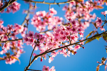 Beatiful Cherry blossoms pink sakura cherry tree flowers against blue sky background