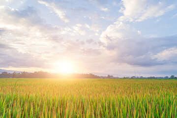 Green rice field and sky background in the morning at sunrise time.
