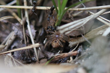 Ants are at work on a spider, pulling a spider to the nest.