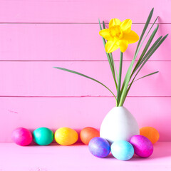 Colorful Easter Eggs in Row with Spring Daffodil in a modern vase against pink shiplap boards with copy space.  It's a square crop with front view