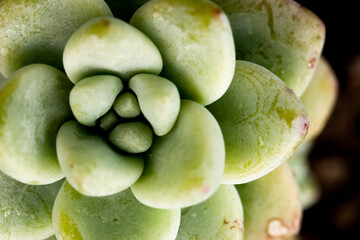 Succulent in macro closeup