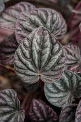 Obraz premium Nutshel plant in macro photo