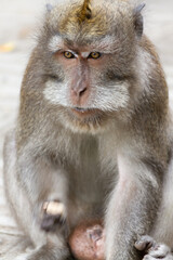 a portrait of monkey with long tail in Bali Indonesia