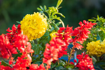 Yellow marigolds flower in the garden at morning sunrise.