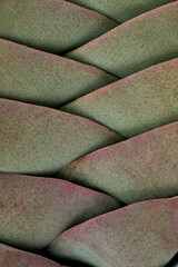 Cactus closeup in macro photo