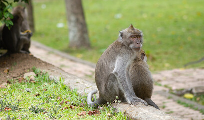 Naklejka na ściany i meble Monkeys were in outside of temple, Bedugul Bali Indonesia