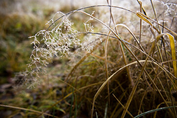 Dry spikelets of grass with ice crystals with ice crystals on natural blurry background. Natural landscape in winter. Fog with tender bokeh. Close-up, copy space