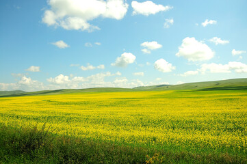 Endless fields sown with buckwheat blooming with small yellow flowers.