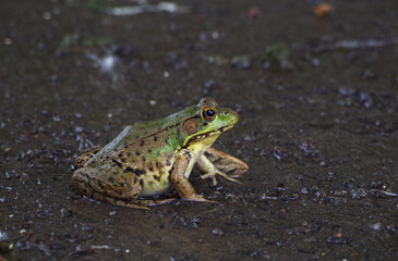 beauty frog in the pond 