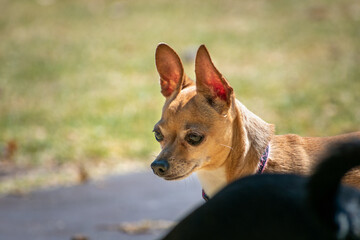 mascota perro chihuahua en jardín al atardecer con mirada pensativa 
