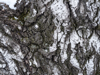 The texture of the birch bark.