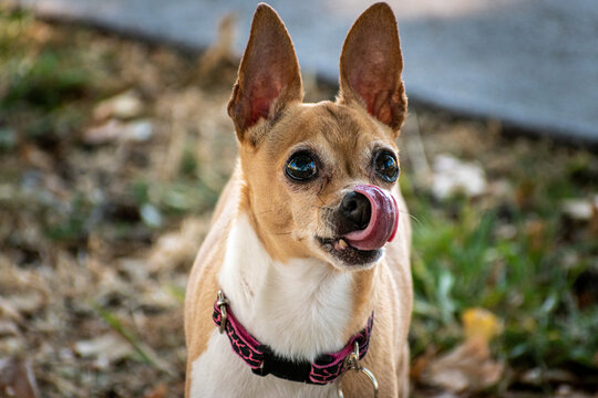 mascota perro chihuahua color miel con la lengua de fuera en jardín