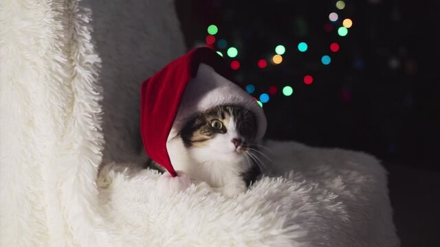 Christmas cat in Santa hat. animal and Christmas decorations. the owner strokes the cat