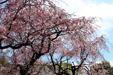 春　さくら　枝垂桜　風景　
