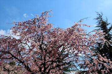 春　さくら　枝垂桜　風景　