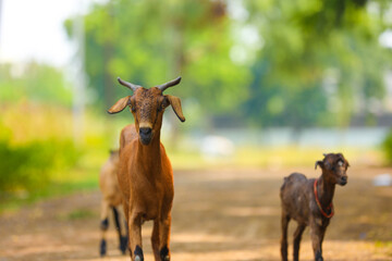 indian goat on street, rural india.
