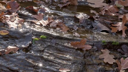 Serene view of water running over a rock covered in fallen leaves, with sun reflecting from the water; concept for ecological topics and conservation of nature