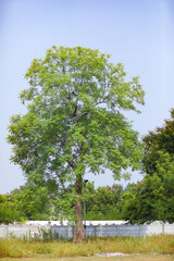 Neem tree, Azadirachta indica - very powerful Indian medicinal tree. Bright green leaves against the blue sky.
